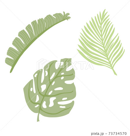 Set tropical leaves isolated on white background. Abstract botanical element monstera, banana, palm green color. Sketch in style doodle. Set tropical leaves isolated on white background. Abstract botanical element monstera, banana, palm green color. Sketch in style doodle. 73734570