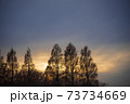 夕暮れの樹木 73734669