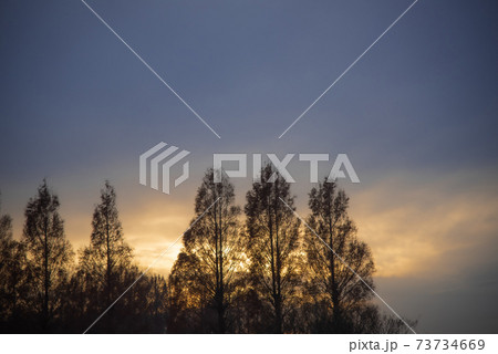 夕暮れの樹木 夕暮れの樹木 73734669