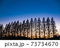 樹木に降りる夜の帳 73734670