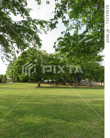 新緑の季節の芝生広場 北柏ふるさと公園 の写真素材