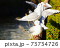 木の柵にとまるか鴎の群れ 73734726