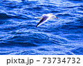 海面近くを飛ぶかもめ 73734732