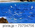 海面近くを飛ぶかもめの群れ 73734756