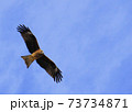 空を飛ぶトビ 73734871