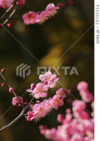 早春の梅花 早春の梅花 73735313