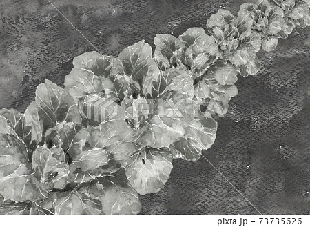 水墨画風水彩:結球前の白菜畑 ハクサイ 野菜 素材 白バック コピースペースあり 水墨画風水彩:結球前の白菜畑 ハクサイ 野菜 素材 白バック コピースペースあり 73735626