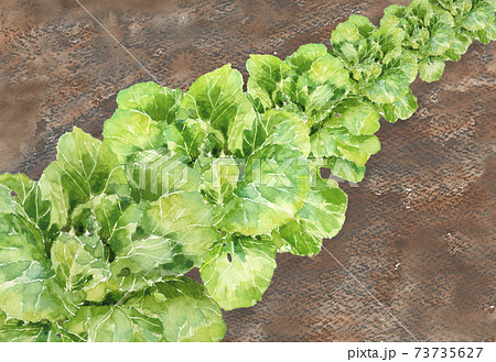 水彩:結球前の白菜畑 ハクサイ 野菜 素材 白バック コピースペースあり 水彩:結球前の白菜畑 ハクサイ 野菜 素材 白バック コピースペースあり 73735627