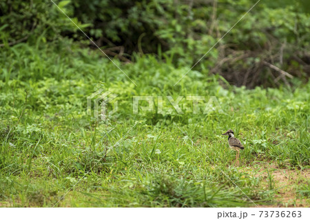 red wattled lapwing chick or Vanellus indicus in green grass during monsoon season at wetland of keoladeo national park or bharatpur bird sanctuary rajasthan india 73736263