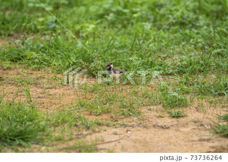 red wattled lapwing chick or Vanellus indicus in green grass during monsoon season at wetland of keoladeo national park or bharatpur bird sanctuary rajasthan india 73736264