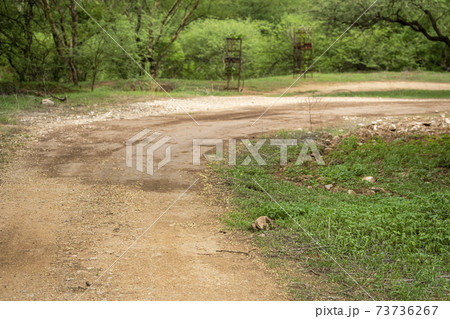 monitor lizard or bengal monitor or common indian monitor or varanus bengalensis near jungle track in monsoon green forest at jhalana leopard reserve jaipur india 73736267