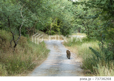 Indian wild male leopard or panther walking on a jungle track in natural green background during monsoon season wildlife safari at forest of central india - panthera pardus fusca 73736268