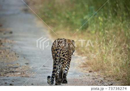 Indian wild male leopard or panther walking on a jungle track in natural green background during monsoon season wildlife safari at forest of central india - panthera pardus fusca 73736274