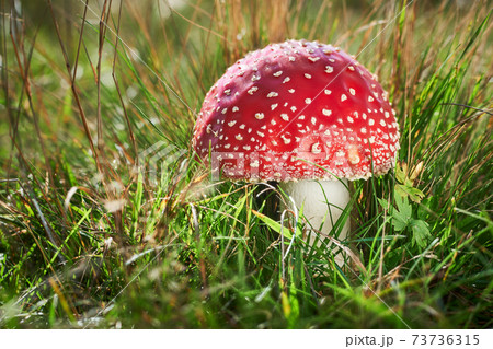Amanita muscaria 73736315