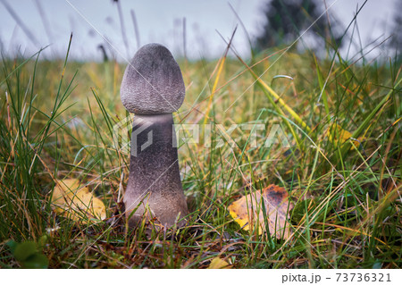 Macrolepiota procera 73736321