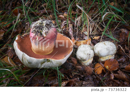 Rubroboletus satanas 73736322