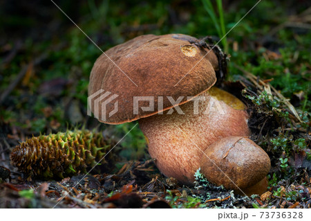 neoboletus luridiformis neoboletus luridiformis 73736328