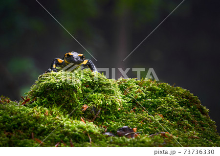 Salamandra salamandra 73736330