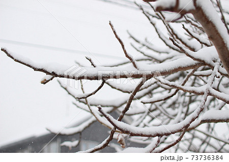 木の枝に積もる雪 73736384