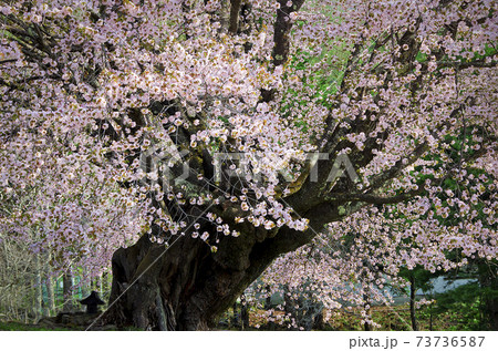 満開の美しい桜の大木 73736587