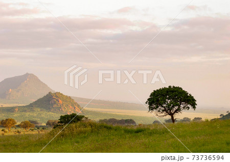 Sunrise over the savannah 73736594