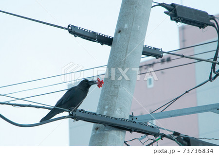 ナナカマド ナナカマド 73736834