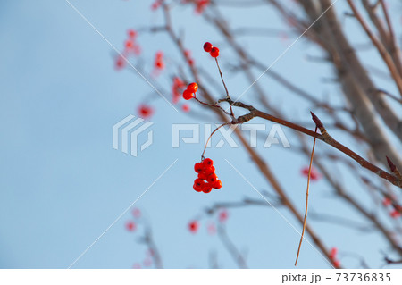 ナナカマド ナナカマド 73736835