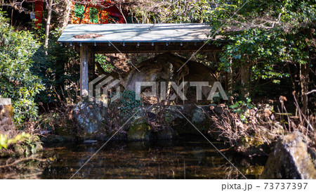 箱根神社のけけら木 73737397