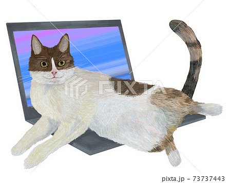 テレワークを邪魔する猫ハチワレ テレワークを邪魔する猫ハチワレ 73737443