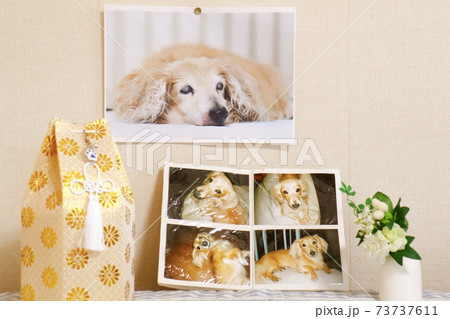 死亡した愛犬の遺影（飼い主の撮影許可有） 73737611