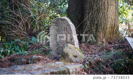 箱根旧街道の杉並木~ 箱根旧街道の杉並木~ 73738035