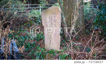 箱根旧街道の杉並木～ 73738037