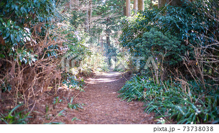 箱根旧街道の杉並木~ 箱根旧街道の杉並木~ 73738038