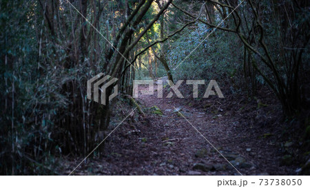 箱根旧街道の元箱根~ 箱根旧街道の元箱根~ 73738050