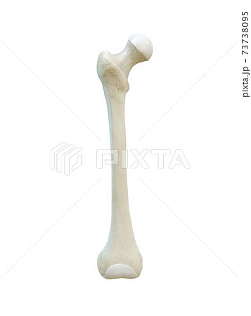 Right human femur bone, Anterior view, white background, 3d rendering 73738095