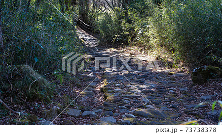 箱根旧街道の権現坂~ 箱根旧街道の権現坂~ 73738378