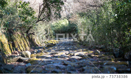 箱根旧街道の権現坂～ 73738386
