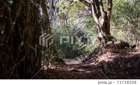 箱根旧街道の甘酒茶屋～ 73738508