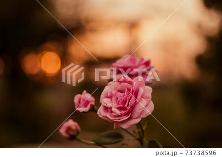 soft focus pink rose in sunlight. The blossoming summer garden. Botany. warm sunlight bokeh background soft focus pink rose in sunlight. The blossoming summer garden. Botany. warm sunlight bokeh background 73738596