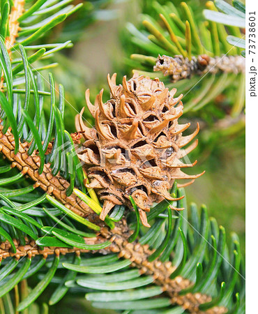 マツカサアブラムシの虫こぶ [樹種:トウヒ] 73738601