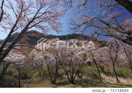 屏風岩公苑の桜（奈良県宇陀郡曽爾村）　屏風岩：国の天然記念物「屏風岩、兜岩および鎧岩」 73738684