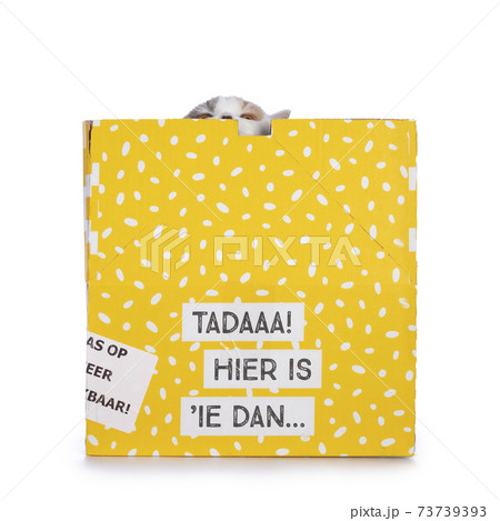 British Shorthair cat in yellow box on white 73739393