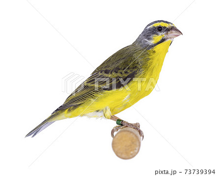 Yellow fronted canary bird on white 73739394