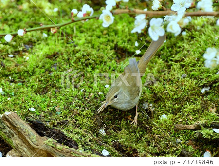 梅に鶯 早春の庭で遊ぶウグイスの写真素材