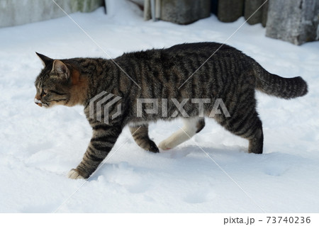 キジトラ白のおばあ様と白トビお母さんと一緒に初めての雪に寒さも忘れて猫じゃらしで遊ぶキジトラ息子 キジトラ白のおばあ様と白トビお母さんと一緒に初めての雪に寒さも忘れて猫じゃらしで遊ぶキジトラ息子 73740236