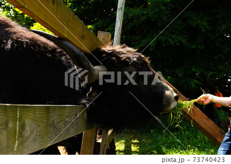 Children are fed green fresh grass by Scottish cows. 73740423