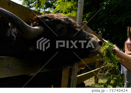 Children are fed green fresh grass by Scottish cows. 73740424