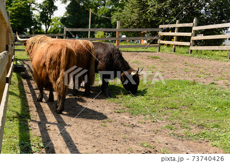 Children are fed green fresh grass by Scottish cows. 73740426