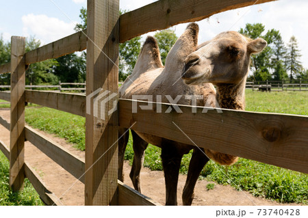 Closeup of a muzzle of a brown two-headed camel. 73740428