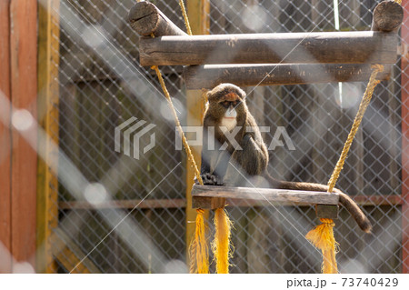 Good, cute and fluffy monkey primates. 73740429